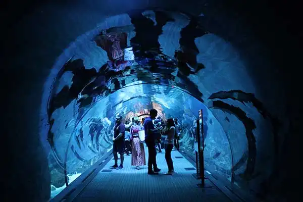 Aquarium Dubai Mall Dubai Mall Aquarium