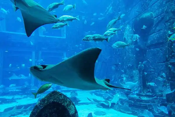 Lost Chambers Aquarium Lost Chambers Aquarium